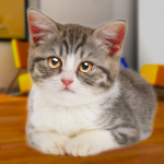 Talking Cat Funny Apk Mod 1.2.0 Unlimited Money